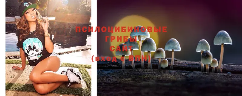 Галлюциногенные грибы MAGIC MUSHROOMS  где купить наркоту  Болотное 